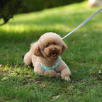 Adjustable Puppy Harness Vest – Comfortable Pet Supplies for Small Dogs