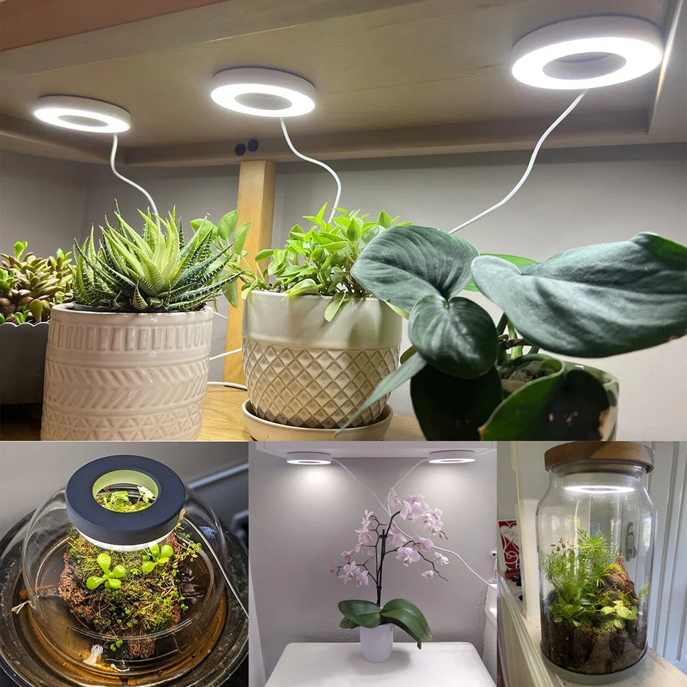 Full Spectrum Halo LED Grow Light – Dimmable Timer Lamp for Indoor Plants