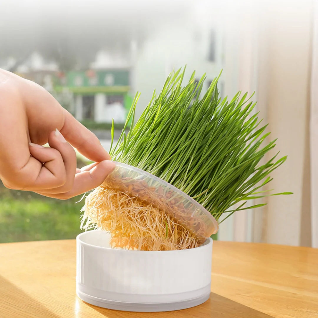 Plastic Cat Grass Planter – Convenient Pet Pot for Indoor Gardening