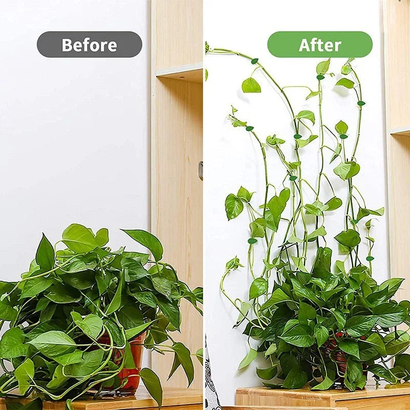 Self-Adhesive Vine Clips – Invisible Plant Climbing Wall Fixture for Garden
