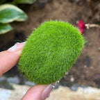 Artificial Foam Moss Stones – Decorative Green Rocks for Micro Landscapes
