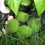 Artificial Foam Moss Stones – Decorative Green Rocks for Micro Landscapes