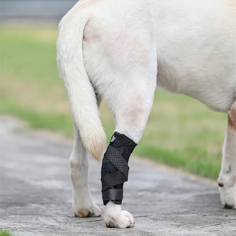Dog Leg Joint Brace – Orthopedic Support for Arthritis Recovery
