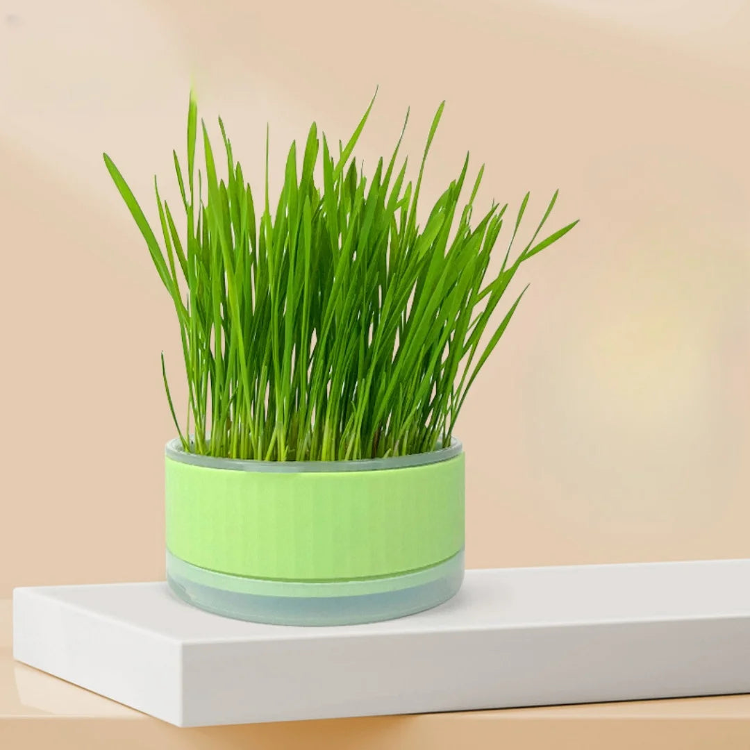 Plastic Cat Grass Planter – Convenient Pet Pot for Indoor Gardening