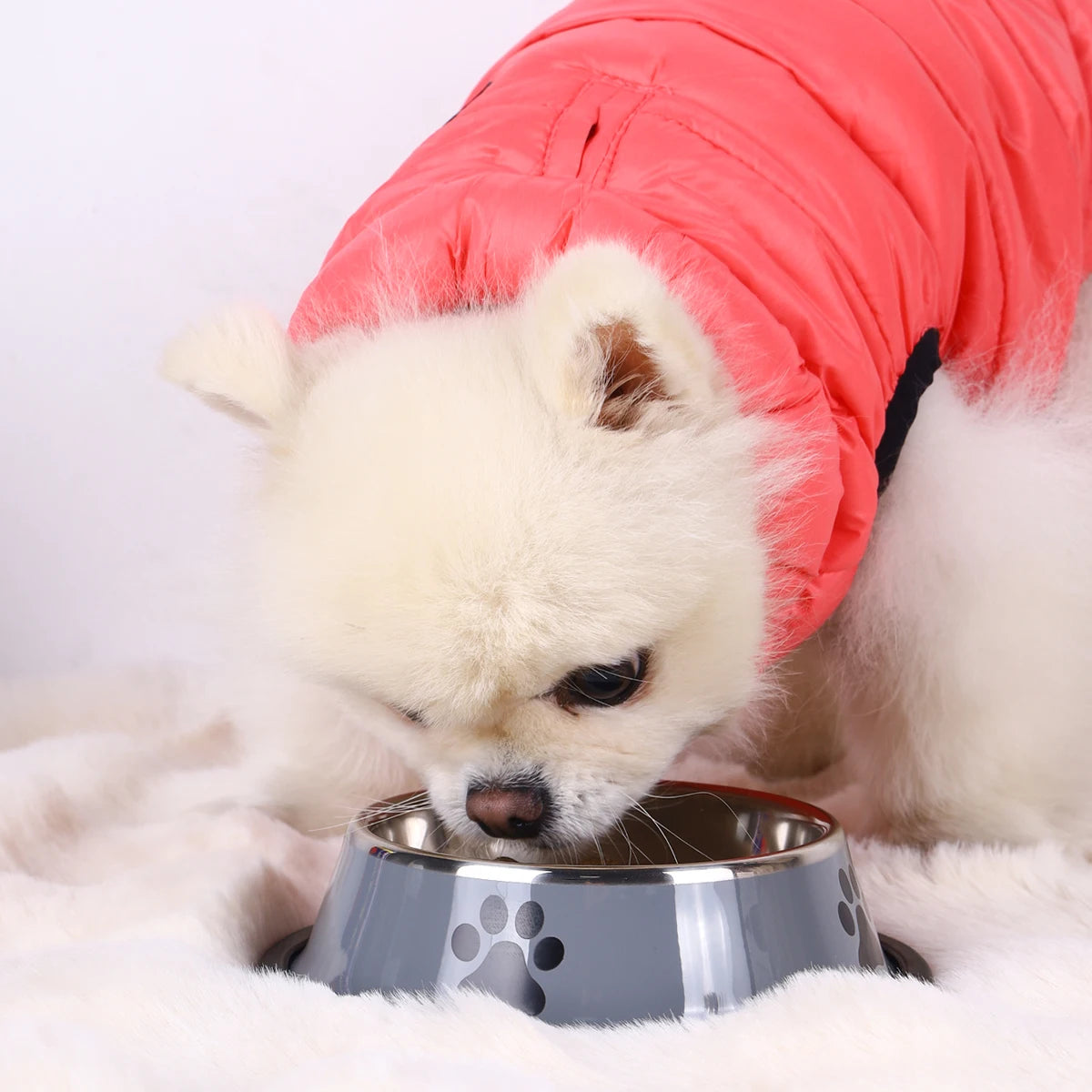 Stainless Steel Pet Bowl – Durable Anti-fall Food Bowl for Dogs and Cats