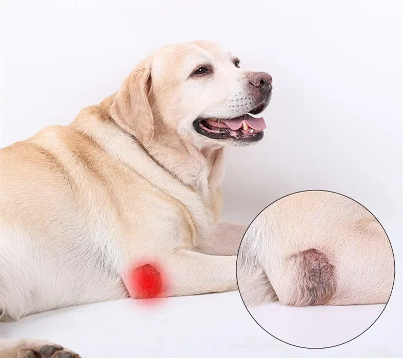 Dog Leg Joint Brace – Orthopedic Support for Arthritis Recovery