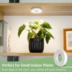 Full Spectrum Halo LED Grow Light – Dimmable Timer Lamp for Indoor Plants