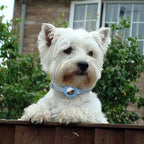 Adjustable Leather Airtag Collar – Reflective GPS Tracker for Pets