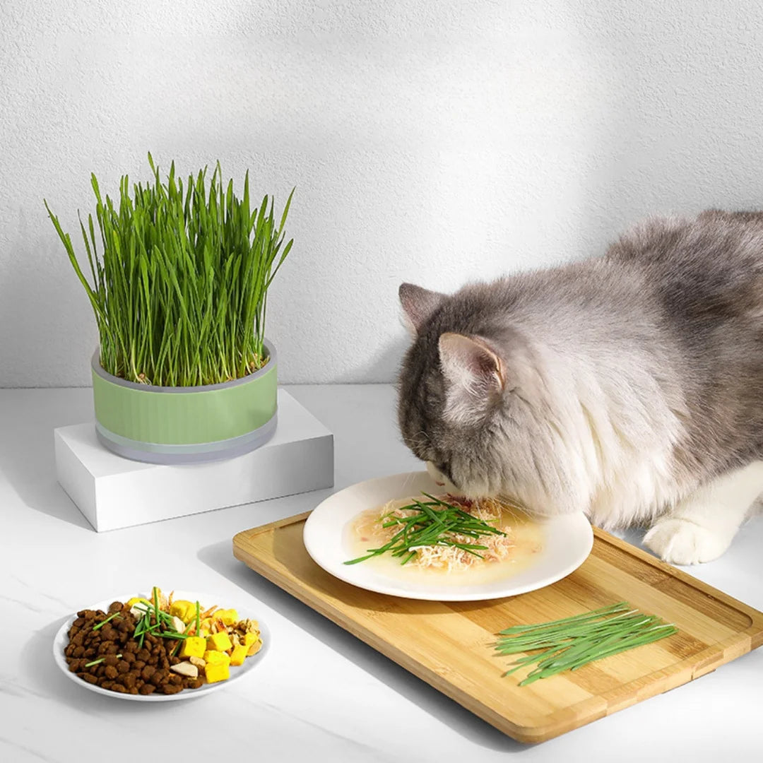 Plastic Cat Grass Planter – Convenient Pet Pot for Indoor Gardening