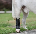 Dog Leg Joint Brace – Orthopedic Support for Arthritis Recovery