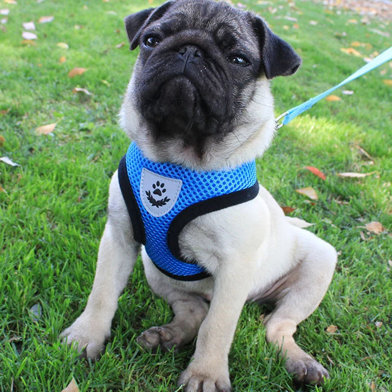 Adjustable Mesh Cat and Dog Harness with Leash – Breathable for Small Pets