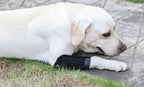 Dog Leg Joint Brace – Orthopedic Support for Arthritis Recovery