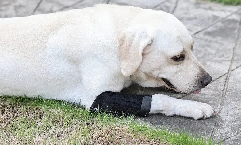 Dog Leg Joint Brace – Orthopedic Support for Arthritis Recovery