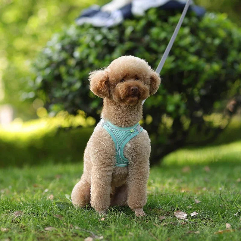 Adjustable Puppy Harness Vest – Comfortable Pet Supplies for Small Dogs