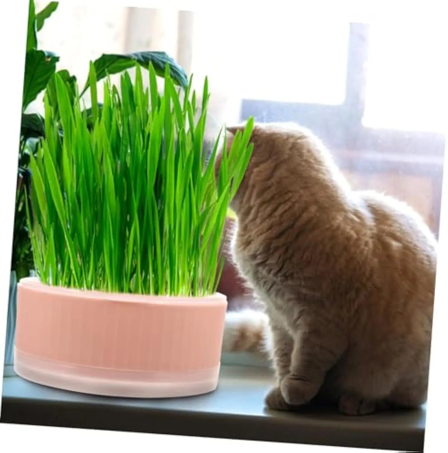 Plastic Cat Grass Planter – Convenient Pet Pot for Indoor Gardening