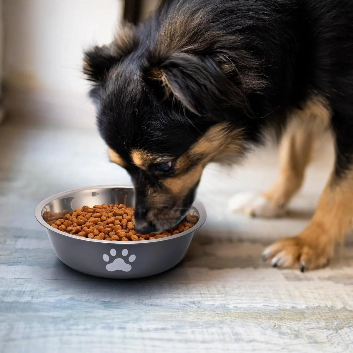 Stainless Steel Dog Bowls – Non-Slip Base for Dog and Cat Feeding