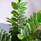 51in Artificial Ficus Tree – Large Plastic Banyan Plant for Home Decor