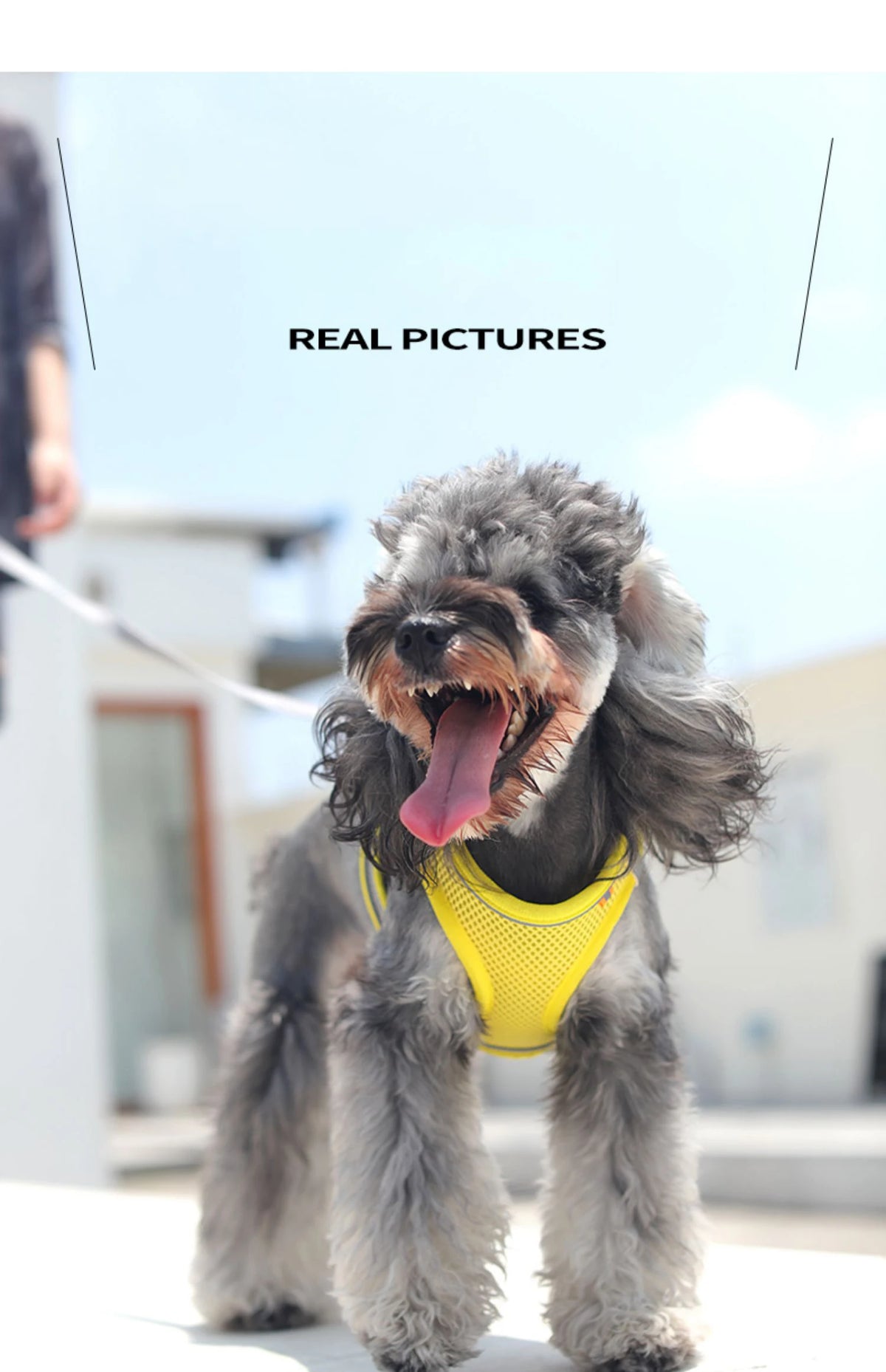 Reflective Breathable Dog Harness Vest – Adjustable for Outdoor Walking