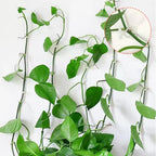 Self-Adhesive Vine Clips – Invisible Plant Climbing Wall Fixture for Garden