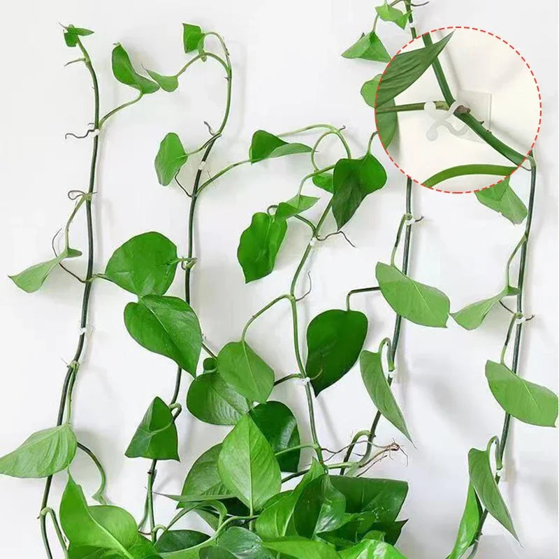 Self-Adhesive Vine Clips – Invisible Plant Climbing Wall Fixture for Garden
