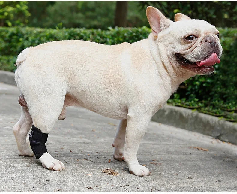 Dog Leg Joint Brace – Orthopedic Support for Arthritis Recovery