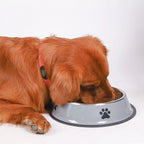 Stainless Steel Pet Bowl – Durable Anti-fall Food Bowl for Dogs and Cats