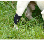 Dog Leg Joint Brace – Orthopedic Support for Arthritis Recovery