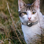 Adjustable Leather Airtag Collar – Reflective GPS Tracker for Pets